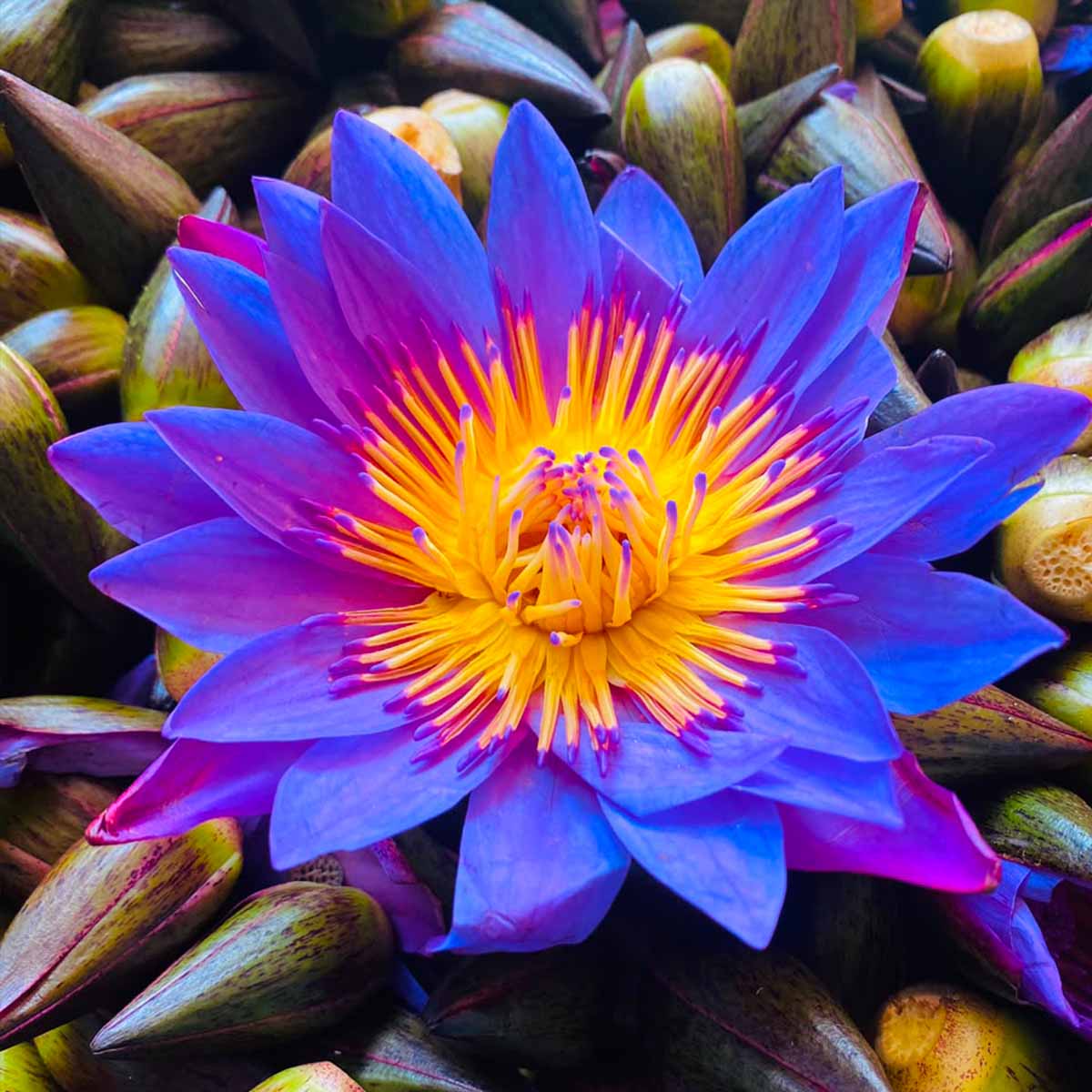 Sesen - Whole Egyptian Blue Lotus Flower