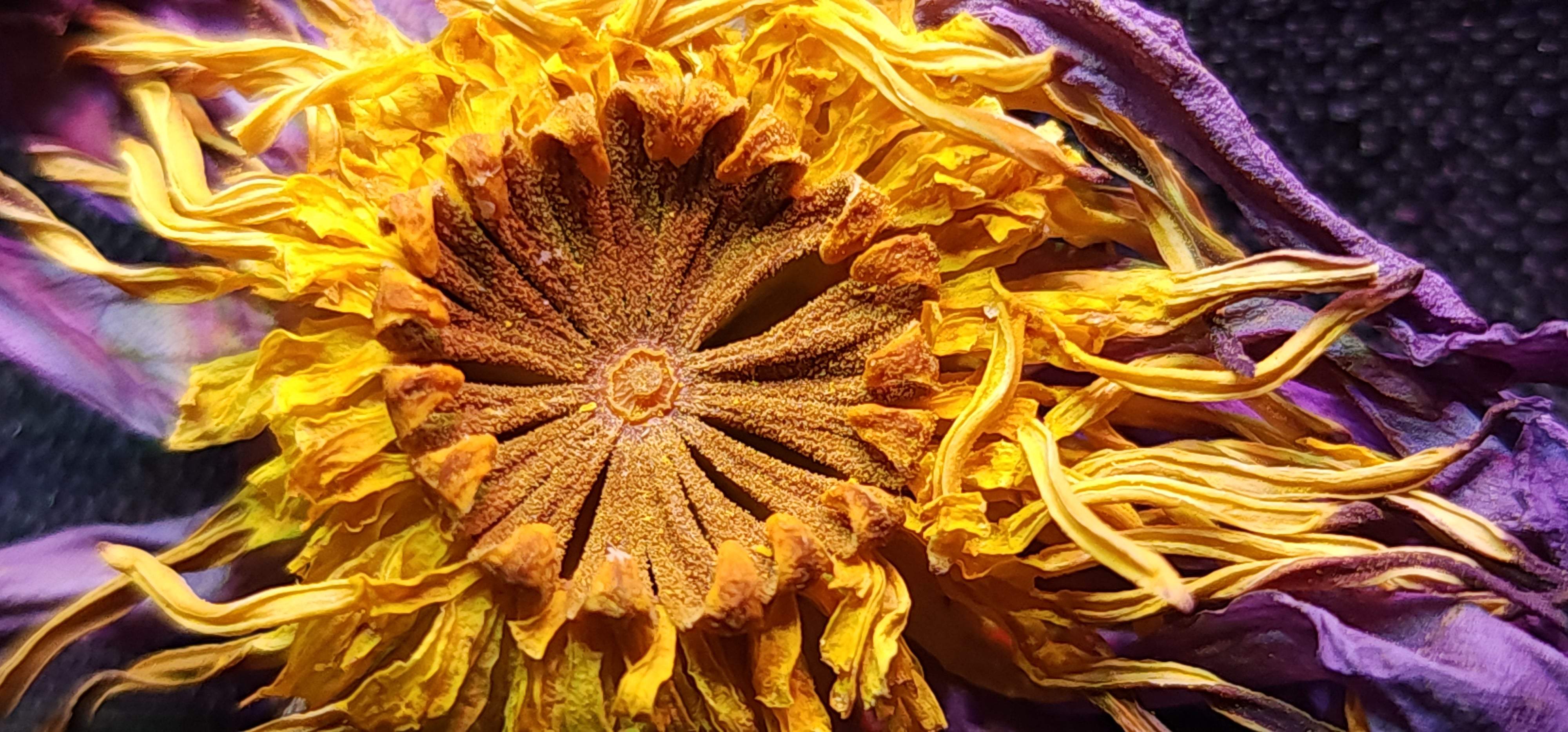 Sesen - Whole Egyptian Blue Lotus Flower - Image 5