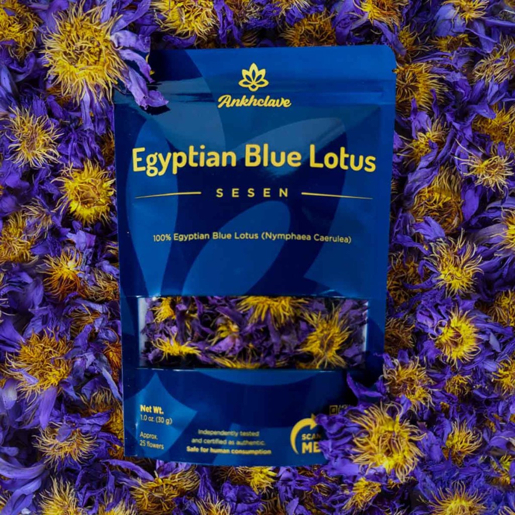 Sesen - Whole Egyptian Blue Lotus Flower