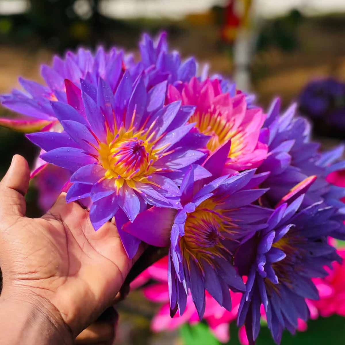 Sesen - Whole Egyptian Blue Lotus Flower - Image 8