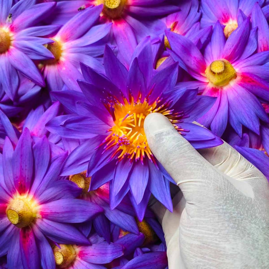 Sesen - Whole Egyptian Blue Lotus Flower